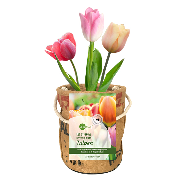 Grow bag with 25 tulip bulbs